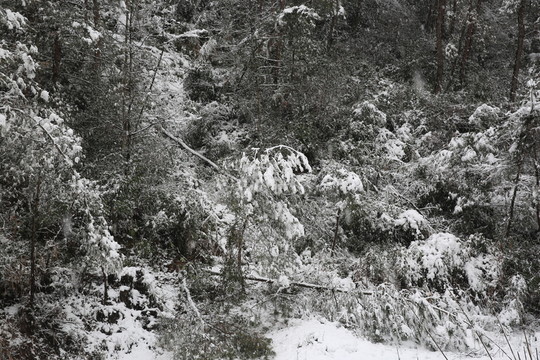 雪景