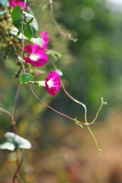 牽牛花