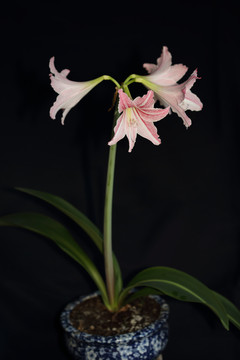 朱頂紅