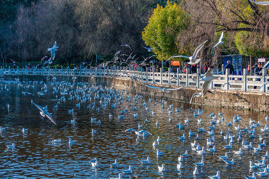 昆明翠湖公園