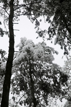 雪景
