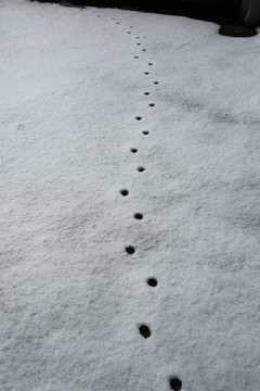 雪地