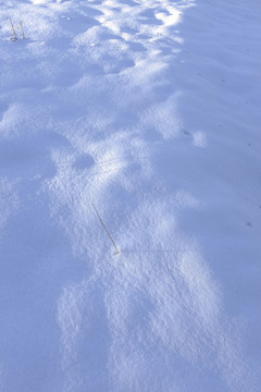 雪地