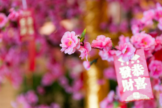 紅包樹 發(fā)財樹