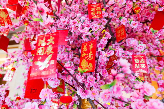 發(fā)財樹 紅包樹