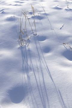 冬雪
