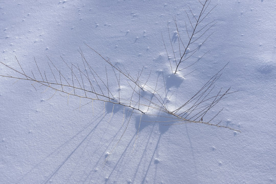 雪地