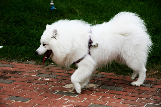 狗