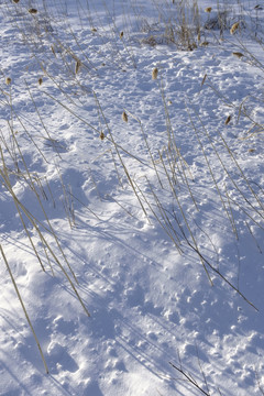 雪地