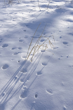 雪地