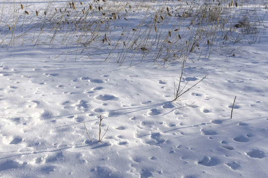 雪地