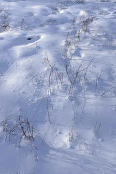 冬雪