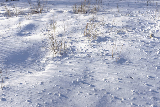 雪地