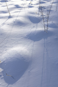 雪地