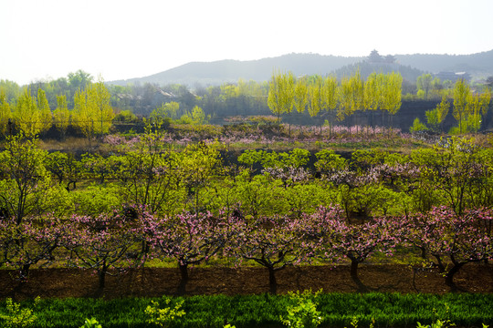 田園風(fēng)光