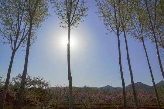 田園風(fēng)光 楊樹林