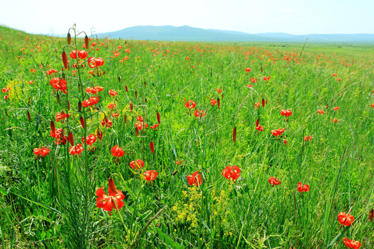 草原上的野百合花