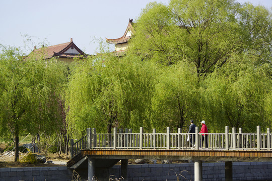 公園 翠柳 木橋
