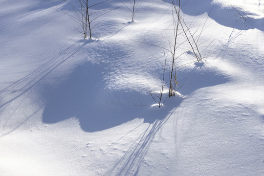 冬雪