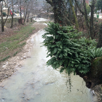 樹(shù)上寄生植物