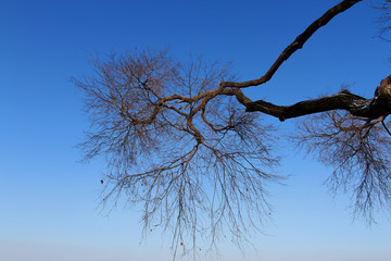 樹 樹枝 冬天的樹 樹木