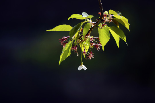 櫻花小品