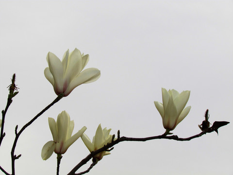 玉蘭花