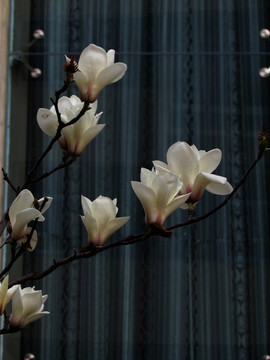 玉蘭花