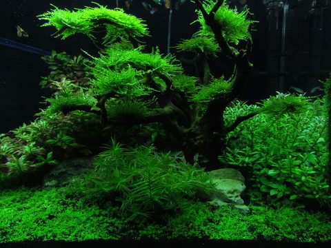 水族箱布置