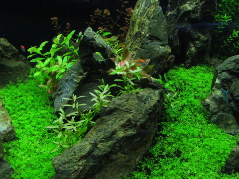 水族箱布置