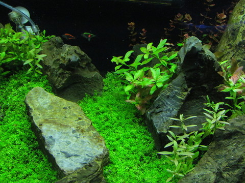水族箱布置
