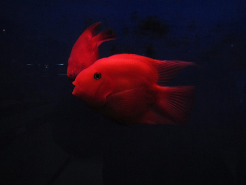 紅魚