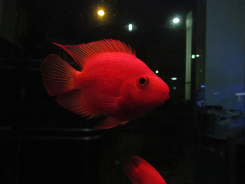 紅魚