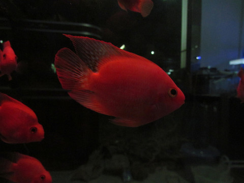 紅魚