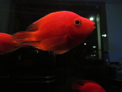 紅魚