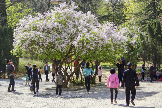 公園春天