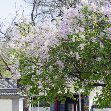 丁香花