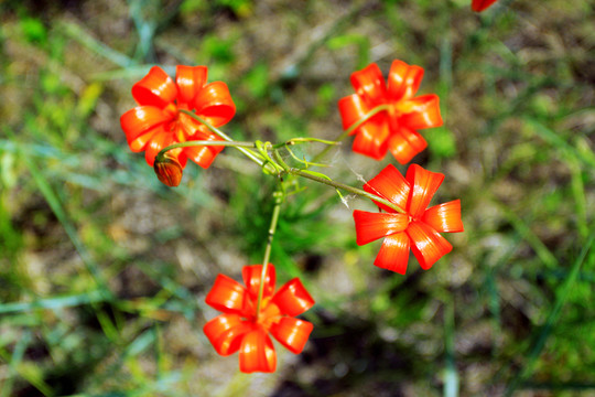 紅色山丹花素材