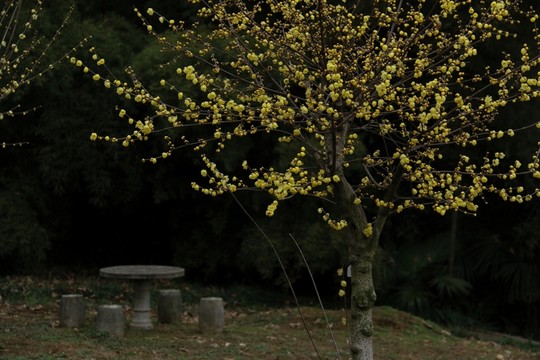 臘梅