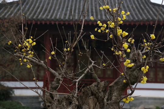 臘梅