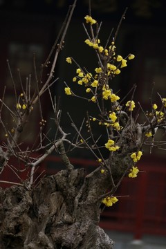 臘梅
