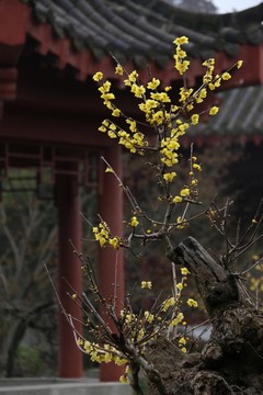 臘梅