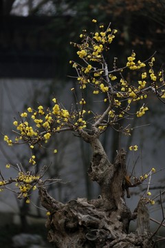 臘梅