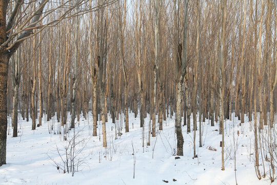 冬季樹林 白雪覆地