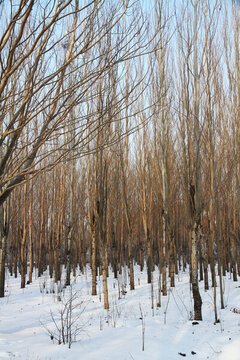 冬季樹(shù)林 白雪覆地