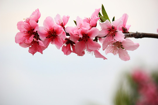 桃花
