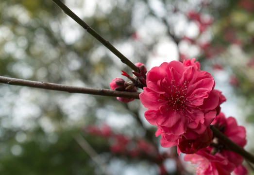 紅梅花