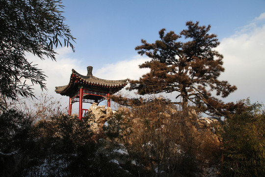 涼亭 松樹 假山