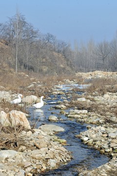 小河 溪水
