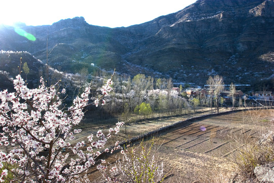 田野